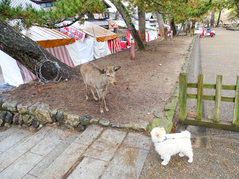 奈良公園 ペット