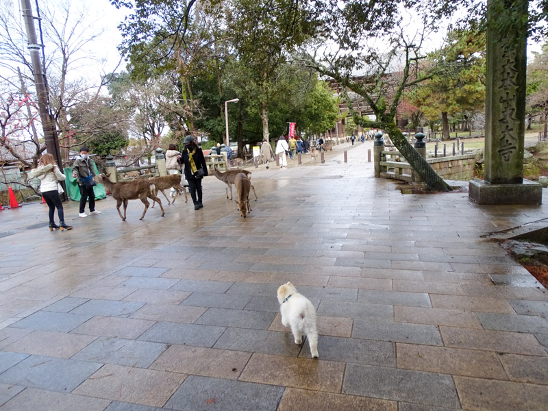 奈良公園 ペット