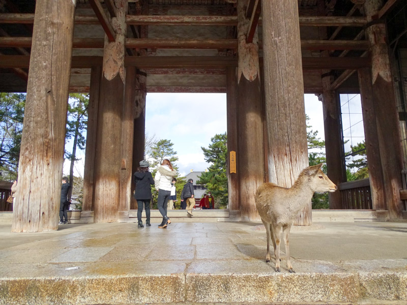 奈良公園 ペット