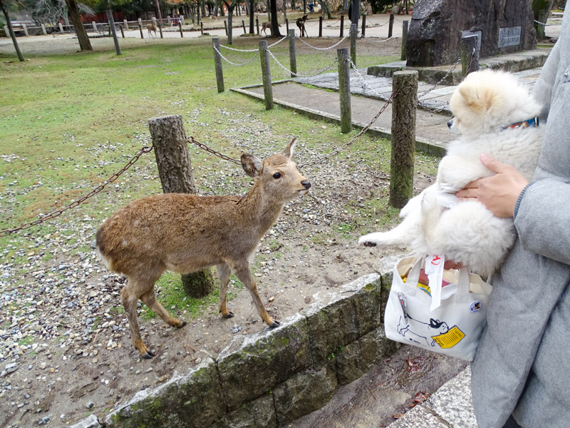 奈良公園・東大寺