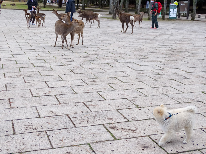 奈良公園・東大寺
