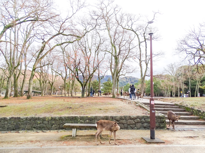 奈良公園