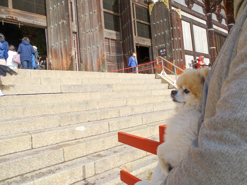東大寺 犬連れ